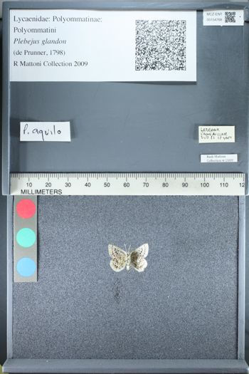 Media type: image;   Entomology 154768